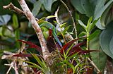 Northern Emerald-Toucanetborder=