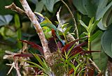 Northern Emerald-Toucanetborder=