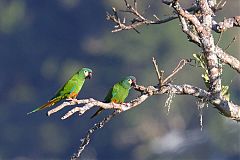 Blue-winged Macaw