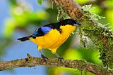 Blue-winged Mountain-Tanager