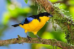 Blue-winged Mountain Tanager