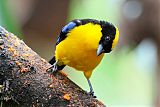 Blue-winged Mountain Tanager