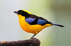 Blue-winged Mountain-Tanager