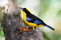 Blue-winged Mountain Tanager