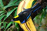 Blue-winged Mountain-Tanager