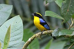 Blue-winged Mountain Tanager