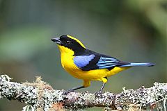 Blue-winged Mountain Tanager