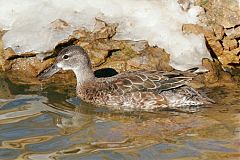 Blue-winged Teal