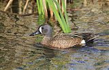 Blue-winged Tealborder=