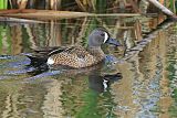 Blue-winged Tealborder=