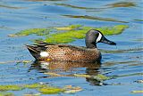 Blue-winged Tealborder=