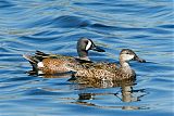 Blue-winged Tealborder=