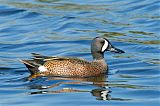 Blue-winged Tealborder=