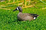 Blue-winged Teal