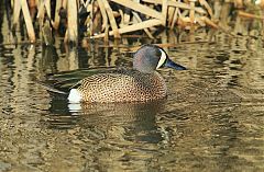 Blue-winged Teal