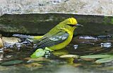 Blue-winged Warbler