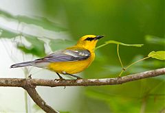 Blue-winged Warbler