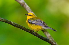 Blue-winged Warbler