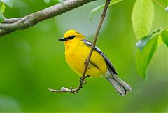 Blue-winged Warbler