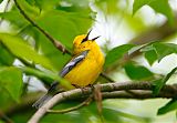 Blue-winged Warbler