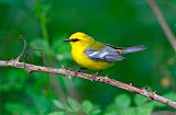 Blue-winged Warbler