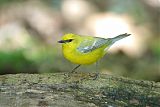 Blue-winged Warbler