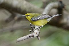 Blue-winged Warbler