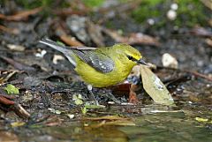 Blue-winged Warbler