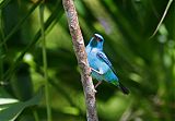 Blue Dacnis