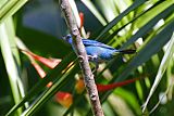 Blue Dacnis