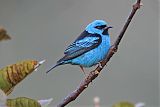 Blue Dacnis