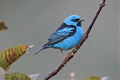 Blue Dacnis