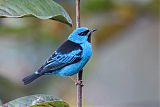 Blue Dacnis