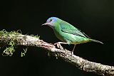 Blue Dacnis