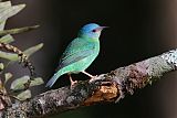 Blue Dacnis