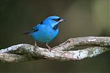 Blue Dacnis