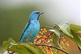 Blue Dacnis