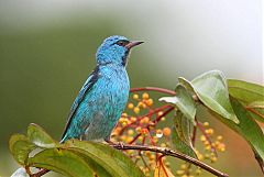 Blue Dacnis