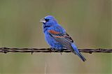 Blue Grosbeakborder=