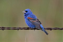 Blue Grosbeak