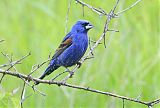 Blue Grosbeakborder=