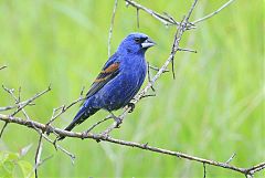 Blue Grosbeak