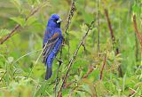 Blue Grosbeakborder=