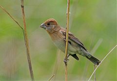 Blue Grosbeak