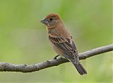 Blue Grosbeakborder=