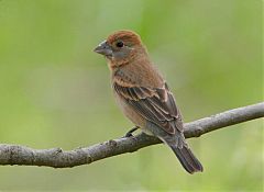 Blue Grosbeak