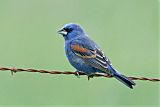 Blue Grosbeakborder=