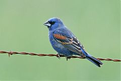 Blue Grosbeak