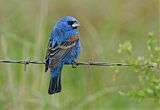 Blue Grosbeakborder=