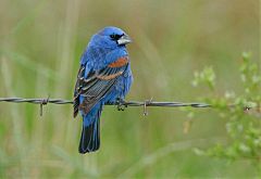 Blue Grosbeak